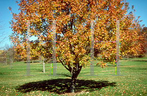 Picture of Acer rubrum 'Silhouette'