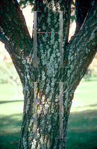 Picture of Acer rubrum 'Silhouette'