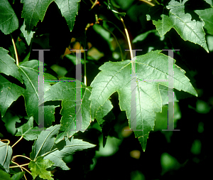 Picture of Acer rubrum 'Silhouette'