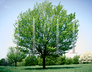 Picture of Acer rubrum 'Tilford'