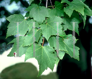 Picture of Acer rubrum 'Tilford'