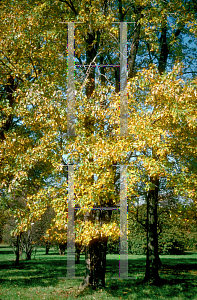 Picture of Acer saccharinum 