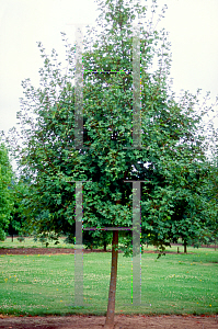 Picture of Acer saccharum 