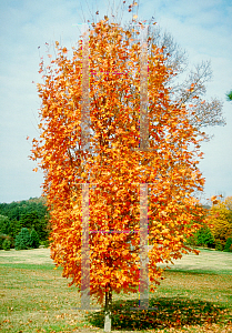 Picture of Acer saccharum 'Ann Rutledge'