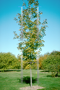 Picture of Acer saccharum 'Arrowhead'