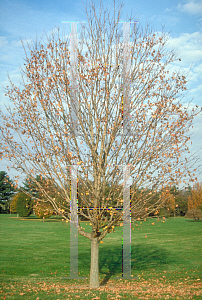 Picture of Acer saccharum 'Bonfire'