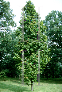 Picture of Acer saccharum 'Coleman'