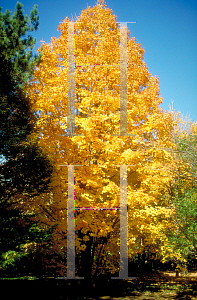 Picture of Acer saccharum 'Coleman'