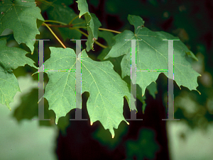 Picture of Acer saccharum 'Coleman'