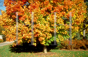 Picture of Acer saccharum 'Commemoration'