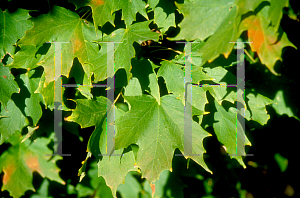 Picture of Acer saccharum 'Commemoration'