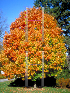Picture of Acer saccharum 'Commemoration'