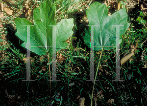 Picture of Acer saccharum 'Goldspire'