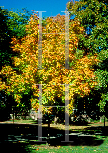 Picture of Acer saccharum 'Goldspire'