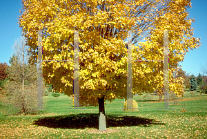 Picture of Acer saccharum 'Globosum'