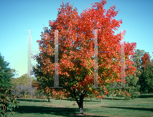 Picture of Acer saccharum 'Green Mountain'