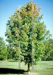 Picture of Acer saccharum 'Legacy'