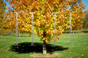 Picture of Acer saccharum 'Legacy'
