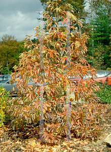 Picture of Oxydendrum arboreum 