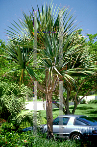 Picture of Pandanus utilis 