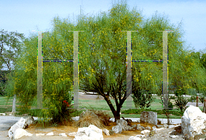 Picture of Parkinsonia aculeata 