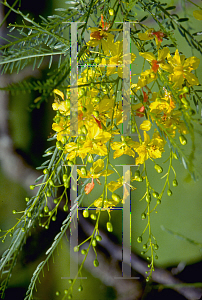 Picture of Parkinsonia aculeata 