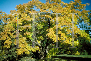 Picture of Phellodendron amurense 