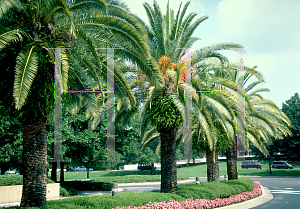 Picture of Phoenix canariensis 