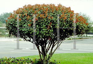 Picture of Photinia glabra 