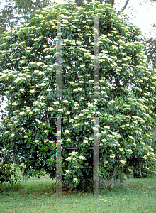 Picture of Photinia serrulata 