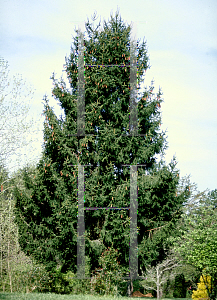 Picture of Picea abies 