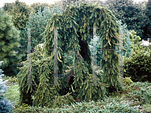 Picture of Picea abies 'Pendula'