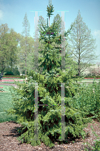 Picture of Picea omorika 