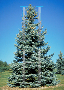 Picture of Picea pungens 'Hoopsii'