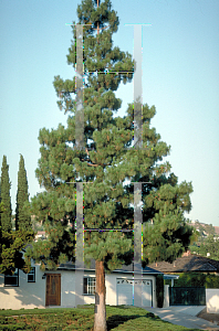 Picture of Pinus canariensis 