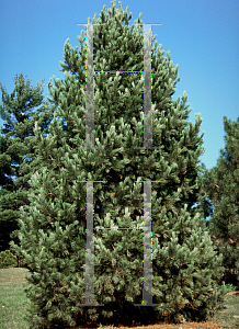 Picture of Pinus cembra 