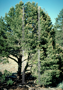 Picture of Pinus cembroides 