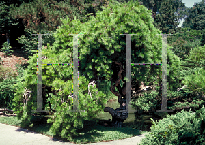 Picture of Pinus densiflora 'Pendula'