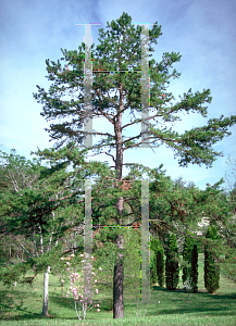 Picture of Pinus echinata 