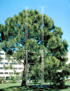 Picture of Pinus elliottii 