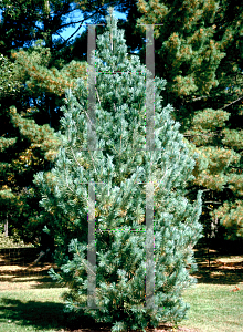 Picture of Pinus flexilis 