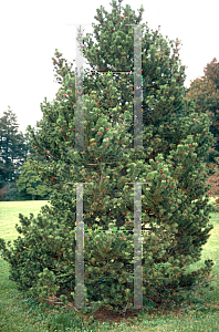 Picture of Pinus mugo 