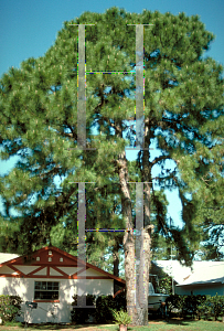 Picture of Pinus palustris 