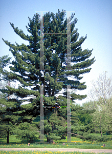 Picture of Pinus strobus 