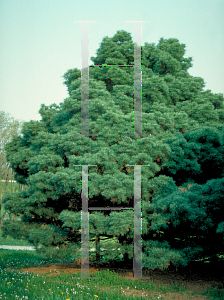 Picture of Pinus strobus 'Nana'