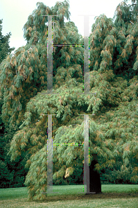 Picture of Pinus strobus 'Pendula'