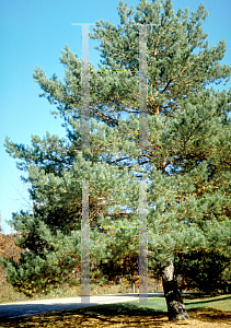 Picture of Pinus sylvestris '~Species'
