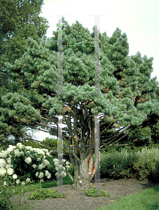 Picture of Pinus sylvestris 'Watereri'