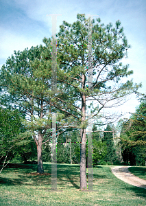 Picture of Pinus taeda 