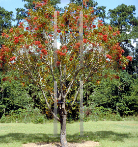 Picture of Pistacia chinensis 